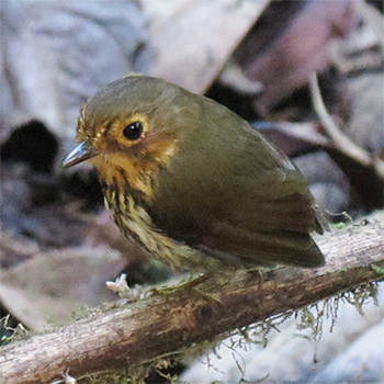 Ochre-breasted Antpitta