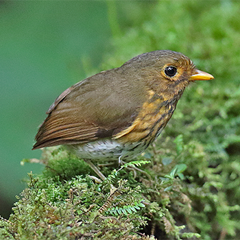 Ochre-breasted Antpitta