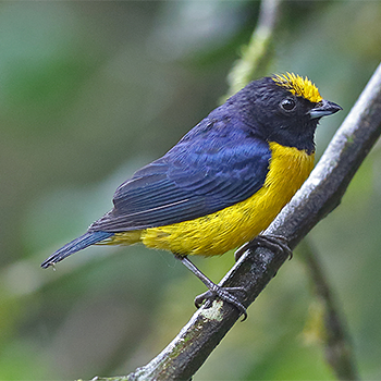 Orange-bellied Euphonia