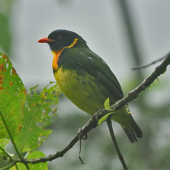 Orange-breasted Fruiteater
