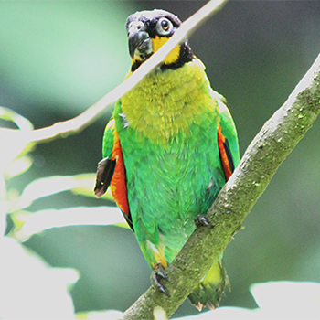 Orange-cheeked Parrot