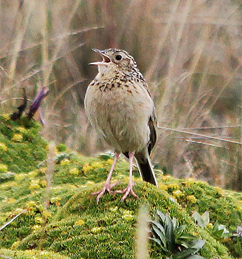 Paramo Pipit