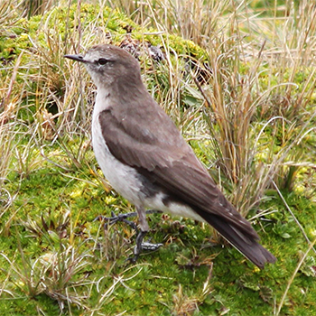 Plain-capped Ground-tyrant