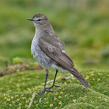 Plain-capped Ground-tyrant
