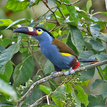 Plate-billed Mountain-toucan