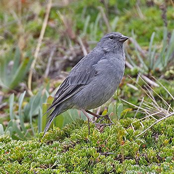 Plumbeous Sierra-finch