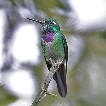 Purple-bibbed Whitetip