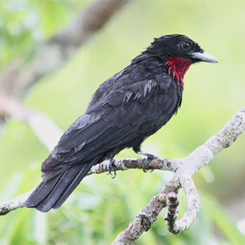 Purple-throated Fruitcrow