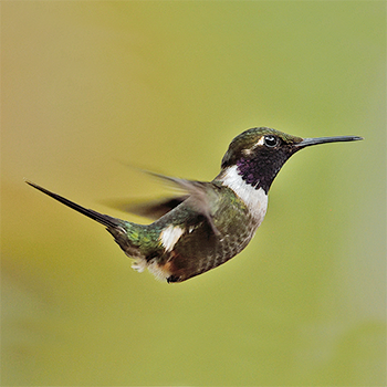 Purple-throated Woodstar