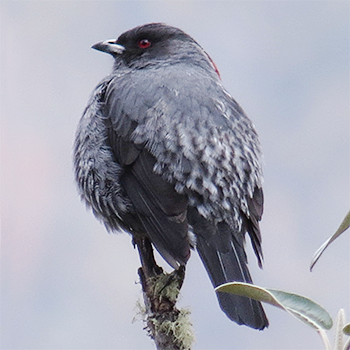Red-crested Cotinga