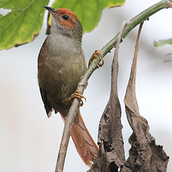 Red-faced Spinetail