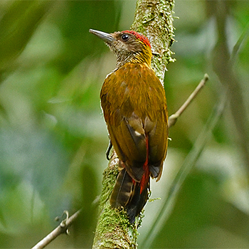 Red-rumped Woodpecker