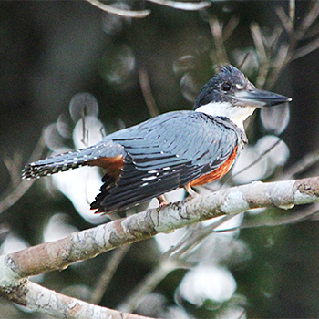 Ringed Kingfisher