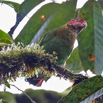 Rose-faced Parrot