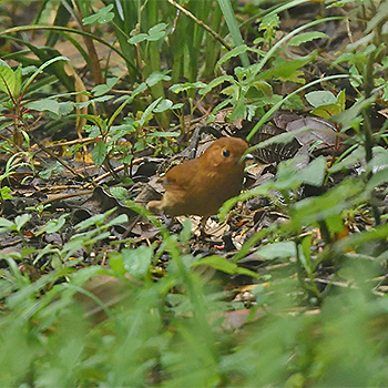Rufous Antpitta