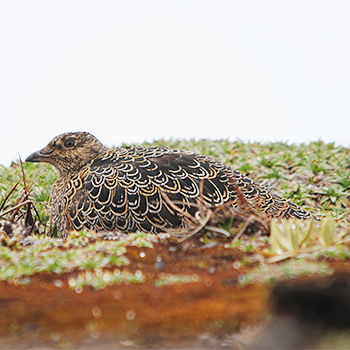 Rufous-bellied Seedsnipe