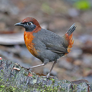 Rufous-breasted Antthrush
