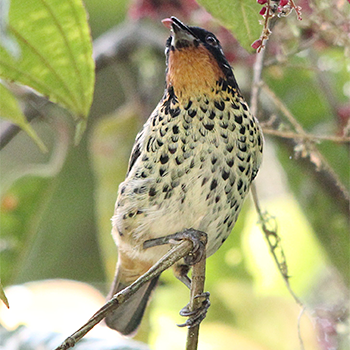 Rufous-throated Tanager