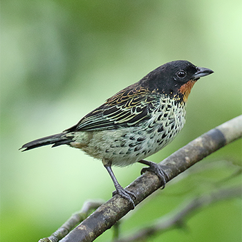 Rufous-throated Tanager