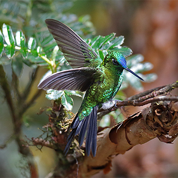 Sapphire-vented Puffleg