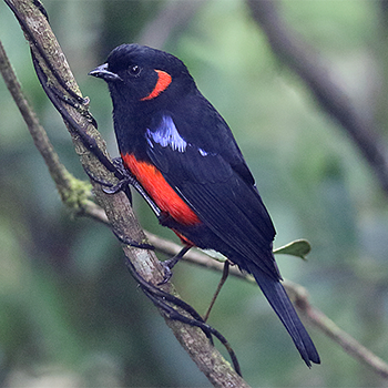 Scarlet-bellied Mountain-tanager