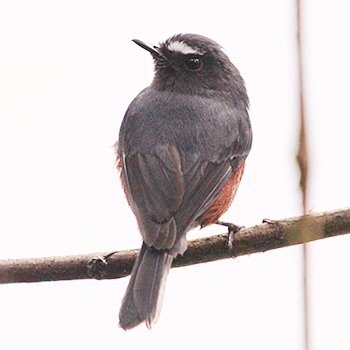 Slaty-backed Chat-tyrant