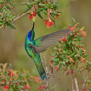Sparkling Violetear