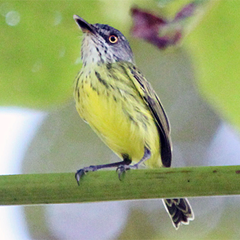 Spotted Tody-flycatcher