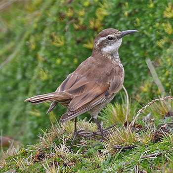 Stout-billed Cinclodes
