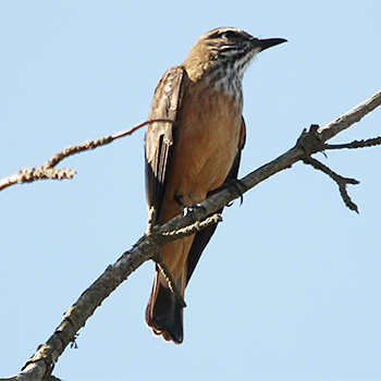 Streak-throated Bush-tyrant