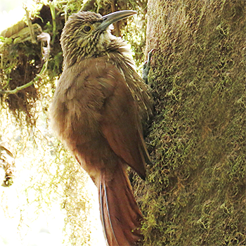 Strong-billed Woodcreeper