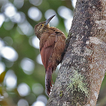Strong-billed Woodcreeper