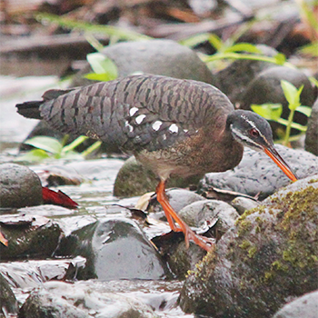 Sunbittern