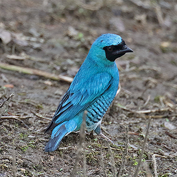 Swallow Tanager