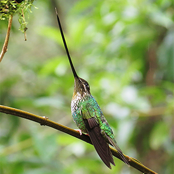 Sword-billed Hummingbird