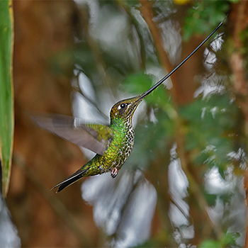 Sword-billed Hummingbird