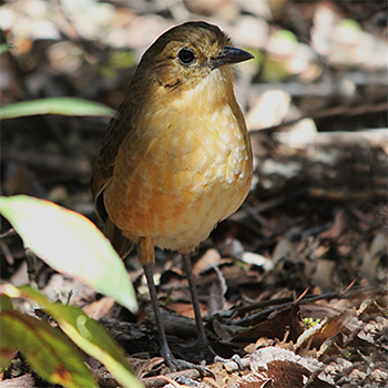 Tawny Antpitta