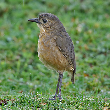 Tawny Antpitta