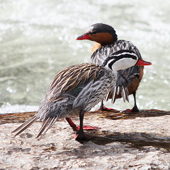 Torrent Ducks