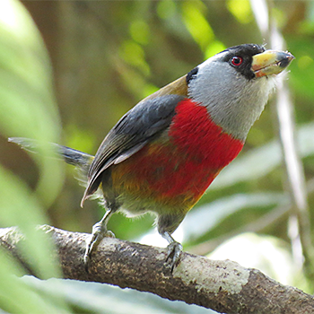 Toucan Barbet