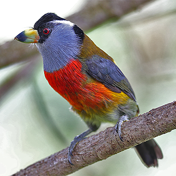 Toucan Barbet