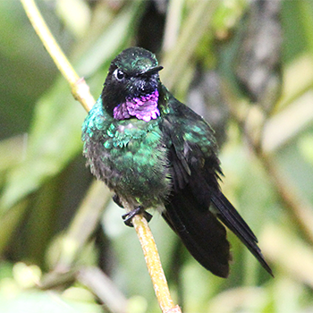 Tourmaline Sunangel