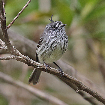 Tufted Tit-tyrant