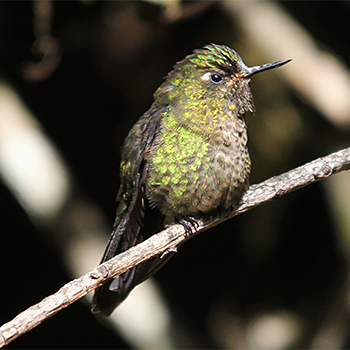 Tyrian Metaltail