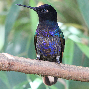 Velvet-purple Coronet