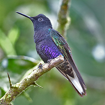 Velvet-purple Coronet