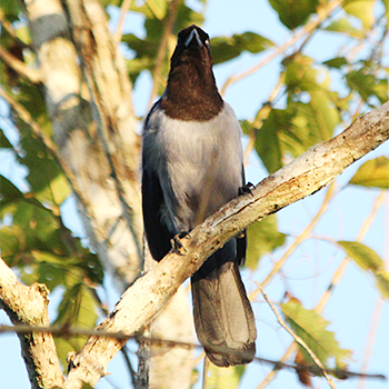 Violaceous Jay