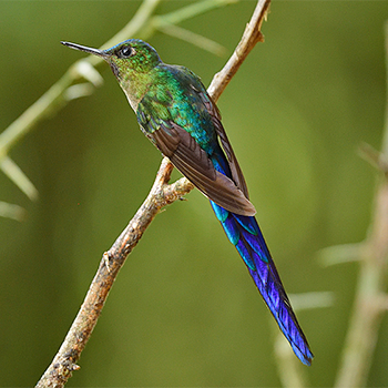Violet-tailed Sylph