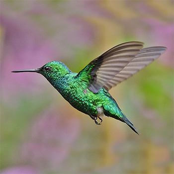 Western Emerald