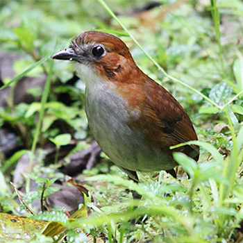 White-bellied Antpitta